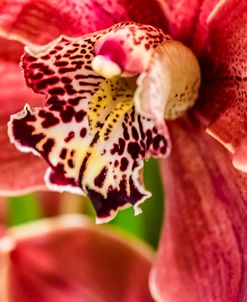 Exotic Orchid 03