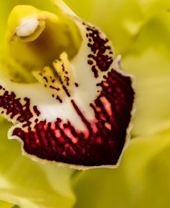 Exotic Orchid 04