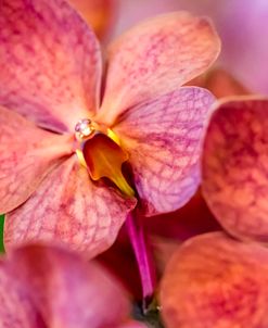 Exotic Orchid 05