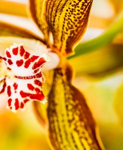 Exotic Orchid 10