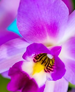 Exotic Orchid 11