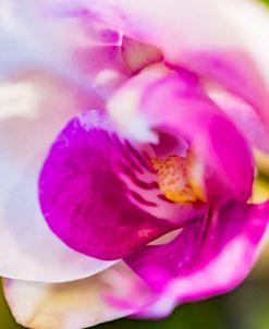 Exotic Orchid 13