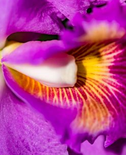 Exotic Orchid 06