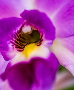 Exotic Orchid 07