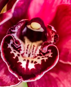 Exotic Orchid 08