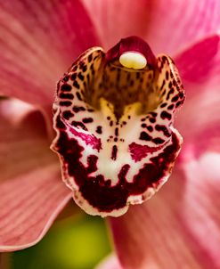 Exotic Orchid 09