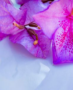 Purple Flower 4