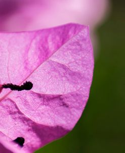 Pink Bougainvillea in the Sun 1