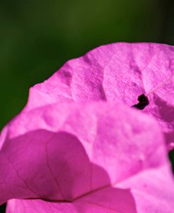 Pink Bougainvillea in the Sun 4