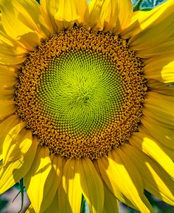 Sunflower Close Up