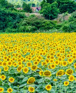 Sunflower Field 01