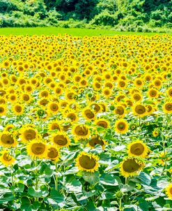 Sunflower Field 02