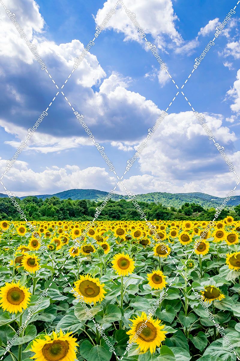 Sunflower Field Against Sky 01