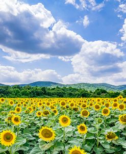 Sunflower Field Against Sky 01