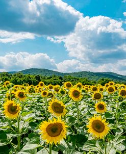 Sunflower Field Against Sky 02