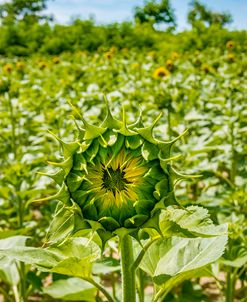 Sunflower in Field