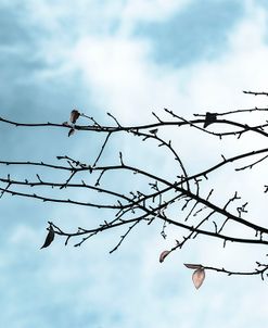 Twigs Against Sky 1