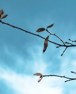 Twigs Against Sky 2