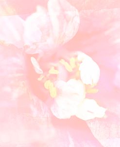 Blushing Blossom 02