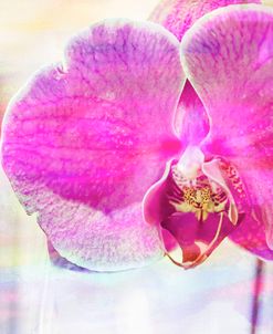 Orchid Vibrancy 04