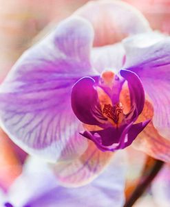 Orchid Vibrancy 05