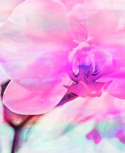 Orchid Vibrancy 06