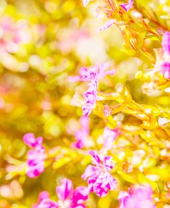 Triumphant Golden Spring 03