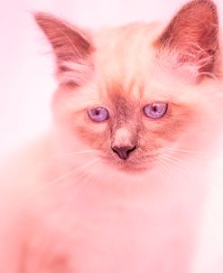 Pets in Coral Hue 02