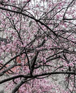 Cherry Blossom in Japanese Garden