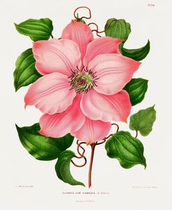 Clematis study