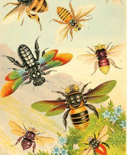 Bees of Curiosity