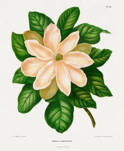 Magnolia Study