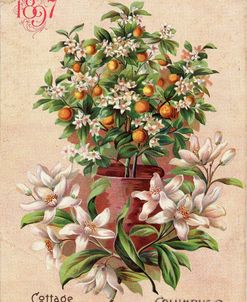 Cottage Garden Orange Tree