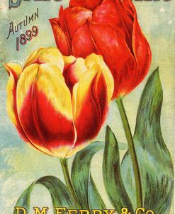 Ferry Seed Tulips