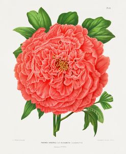 Peony Study