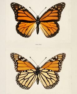 Monarch Study