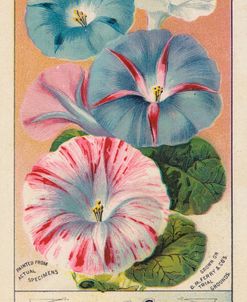 Morning Glory Seed Pack