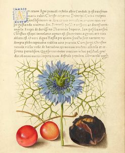 Mira Calligraphiae P3