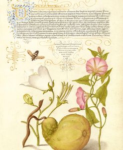 Mira Calligraphiae P4