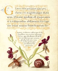 Mira Calligraphiae P5