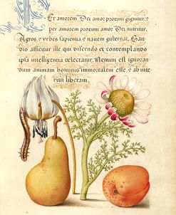 Mira Calligraphiae P6