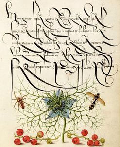 Mira Calligraphiae P9