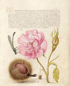 Mira Calligraphiae P10
