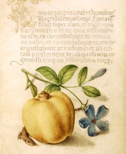 Mira Calligraphiae P1