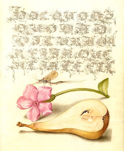 Mira Calligraphiae P2