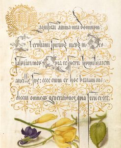 Mira Calligraphiae P20