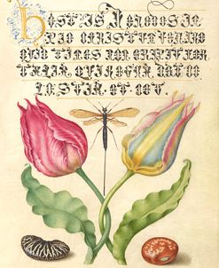 Mira Calligraphiae P23