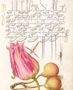 Mira Calligraphiae P25