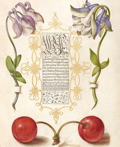 Mira Calligraphiae P28