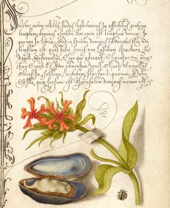 Mira Calligraphiae P37